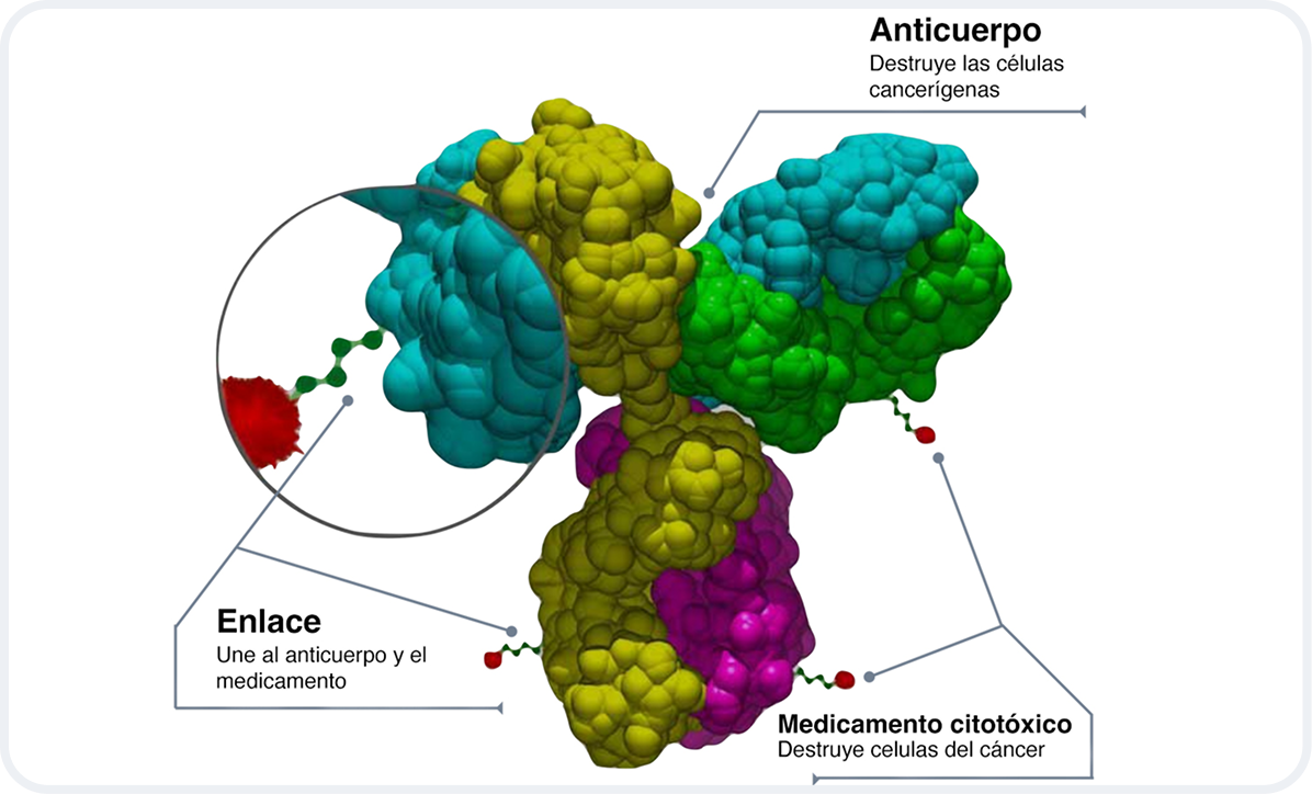 anticuerpos-conjugado-que-es